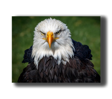 Load image into Gallery viewer, 3d_poster_adler