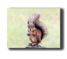 Load image into Gallery viewer, 3d_poster_eichhörnchen