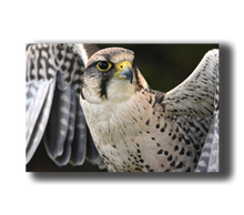 Load image into Gallery viewer, 3D Poster mit Falke
