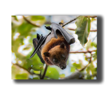 Load image into Gallery viewer, 3D Poster mit Flughund