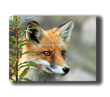 Load image into Gallery viewer, 3D Poster Fuchs