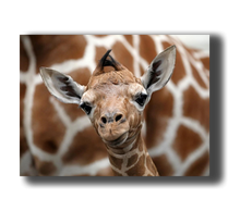 Load image into Gallery viewer, 3D Poster mit Giraffe