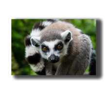 Load image into Gallery viewer, 3D Poster mit Katta Lemuren