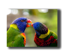 Load image into Gallery viewer, 3D Poster mit Lori Papagei