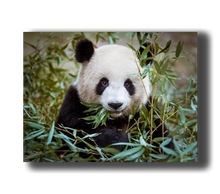 Load image into Gallery viewer, 3D Poster mit Pandabär