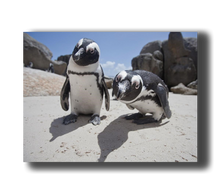 Load image into Gallery viewer, 3D Poster mit Pinguinen