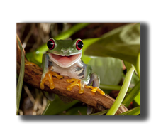 Laden Sie das Bild in den Galerie-Viewer, 3D Poster mit Rotaugenlaubfrosch
