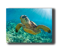 Load image into Gallery viewer, 3D Poster mit Meeresschildkröte