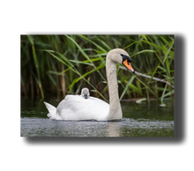 Load image into Gallery viewer, 3D Poster mit Schwan im See