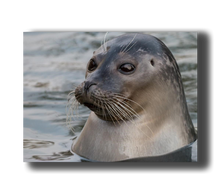 Load image into Gallery viewer, 3D Poster mit Seehund im Wasser