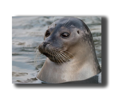 3D Poster mit Seehund im Wasser