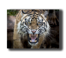 Laden Sie das Bild in den Galerie-Viewer, 3D Poster mit Tiger Zähne