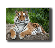 Laden Sie das Bild in den Galerie-Viewer, 3D Poster mit Tiger liegend