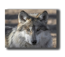 Laden Sie das Bild in den Galerie-Viewer, 3D Poster mit Wolf Blick