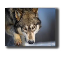 Laden Sie das Bild in den Galerie-Viewer, 3D Poster mit laufenden Wolf