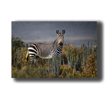 Load image into Gallery viewer, 3D Poster mit Zebra stehend