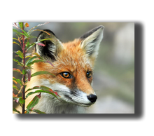 Load image into Gallery viewer, 3D Poster Fuchs
