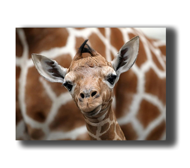 3D Poster mit Giraffe 