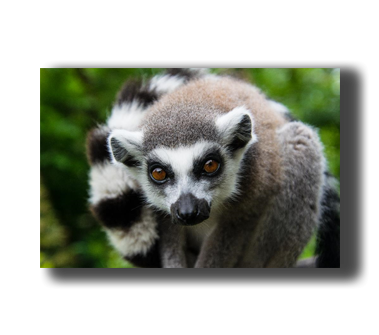3D Poster mit Katta Lemuren