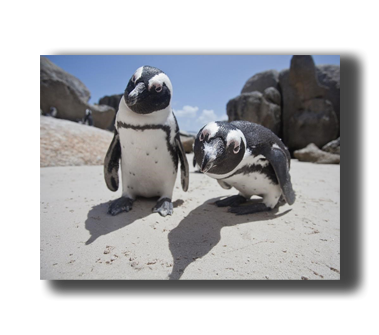3D Poster mit Pinguinen