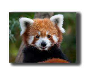 3D Poster mit Rotem Panda