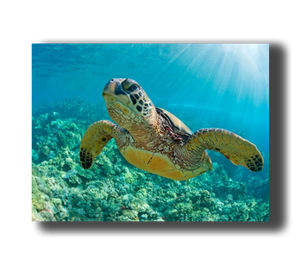 3D Poster mit Meeresschildkröte