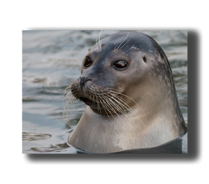 3D Poster mit Seehund im Wasser
