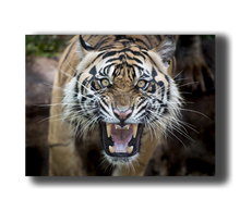 Laden Sie das Bild in den Galerie-Viewer, 3D Poster mit Tiger Zähne 
