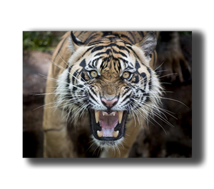3D Poster mit Tiger Zähne 