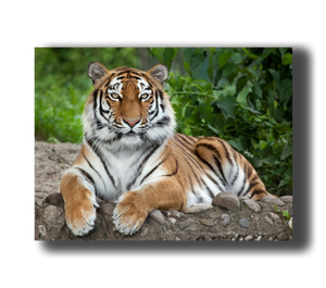 3D Poster mit Tiger liegend