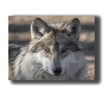 Laden Sie das Bild in den Galerie-Viewer, 3D Poster mit Wolf Blick
