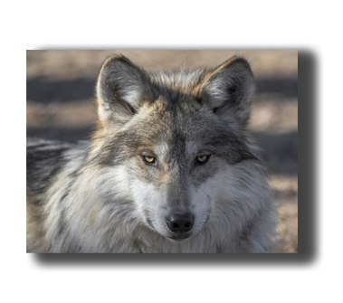 3D Poster mit Wolf Blick
