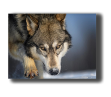 Laden Sie das Bild in den Galerie-Viewer, 3D Poster mit laufenden Wolf
