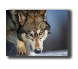 3D Poster mit laufenden Wolf
