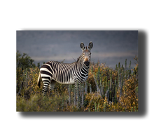 Laden Sie das Bild in den Galerie-Viewer, 3D Poster mit Zebra stehend
