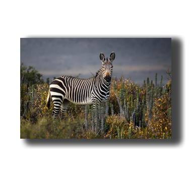 3D Poster mit Zebra stehend