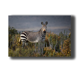 3D Poster mit Zebra stehend